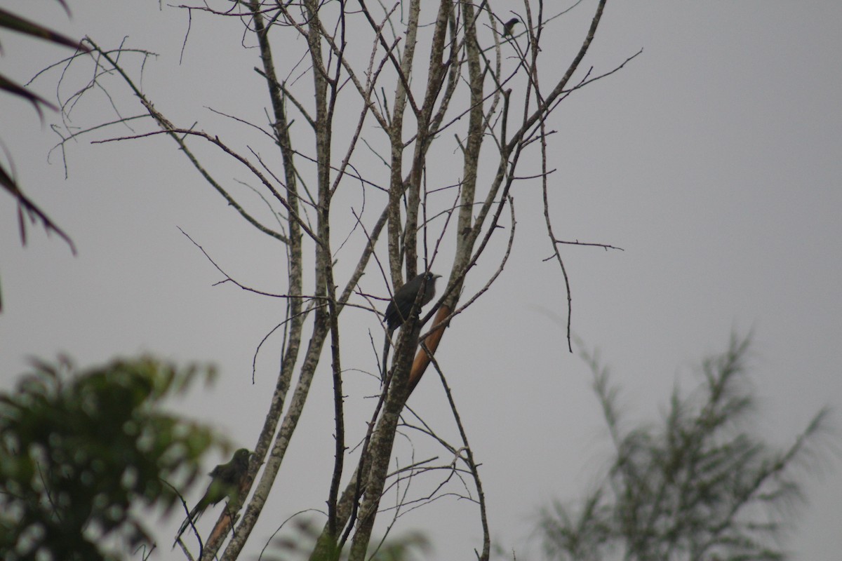 Blue-faced Malkoha - ML647672835