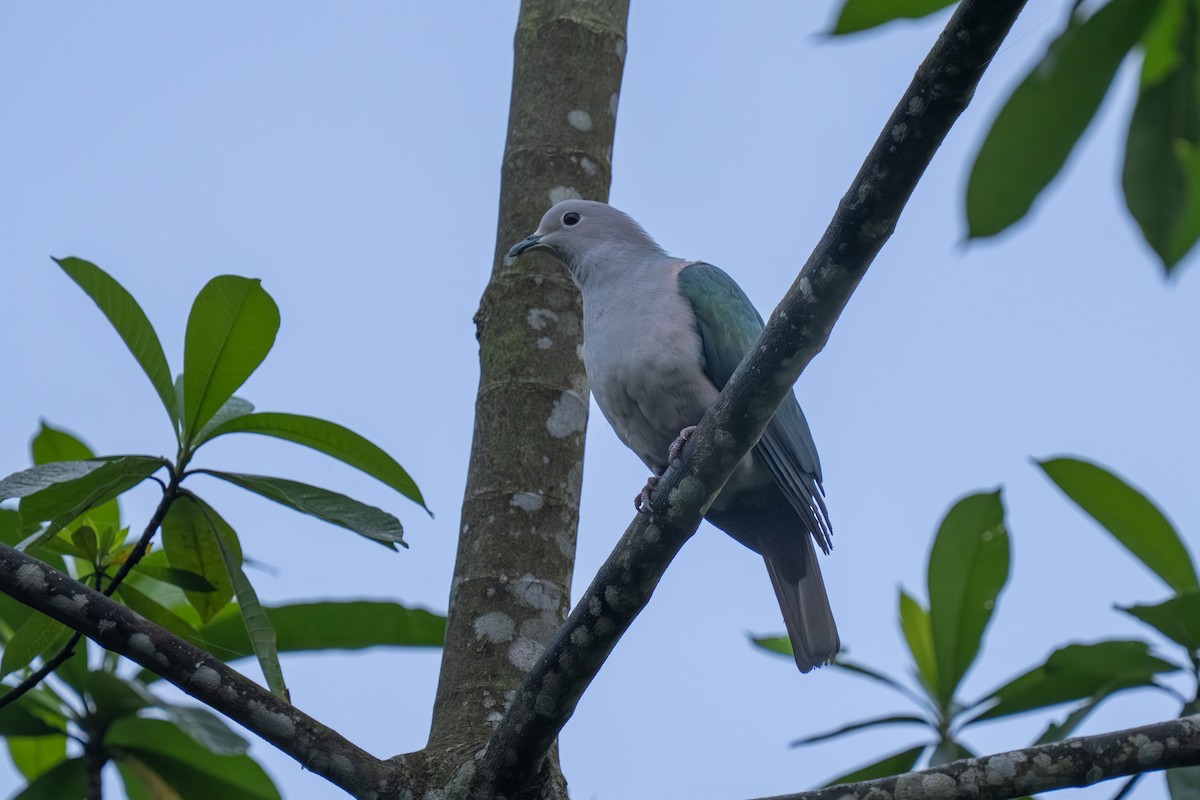 Yeşil Has Güvercin - ML647672841