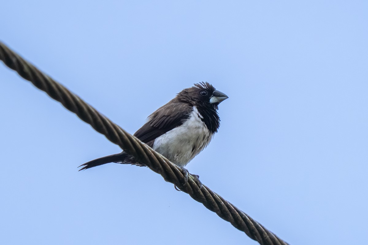 Beyaz Belli Munya - ML647672857