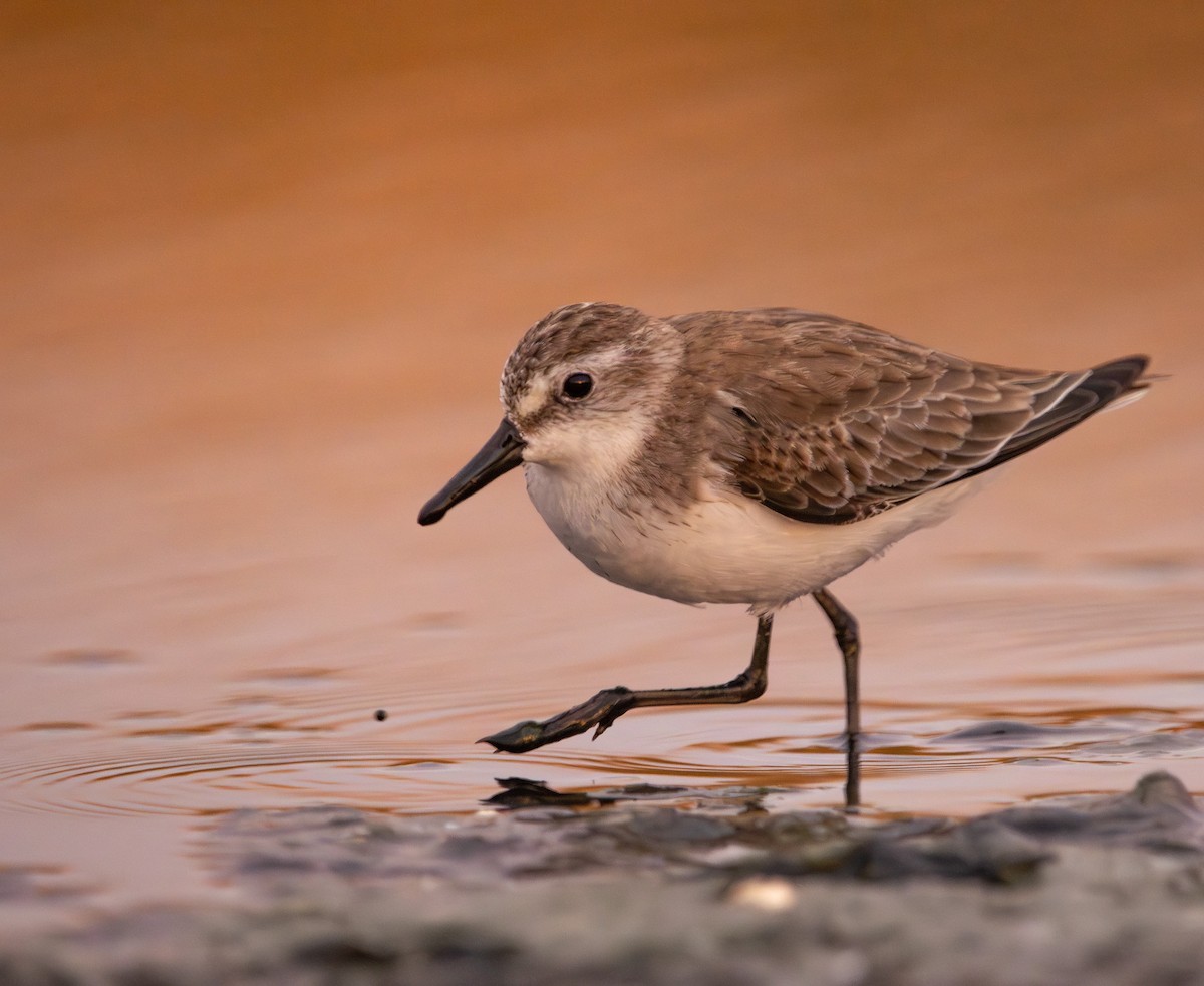 Semipalmated Sandpiper - ML647672874