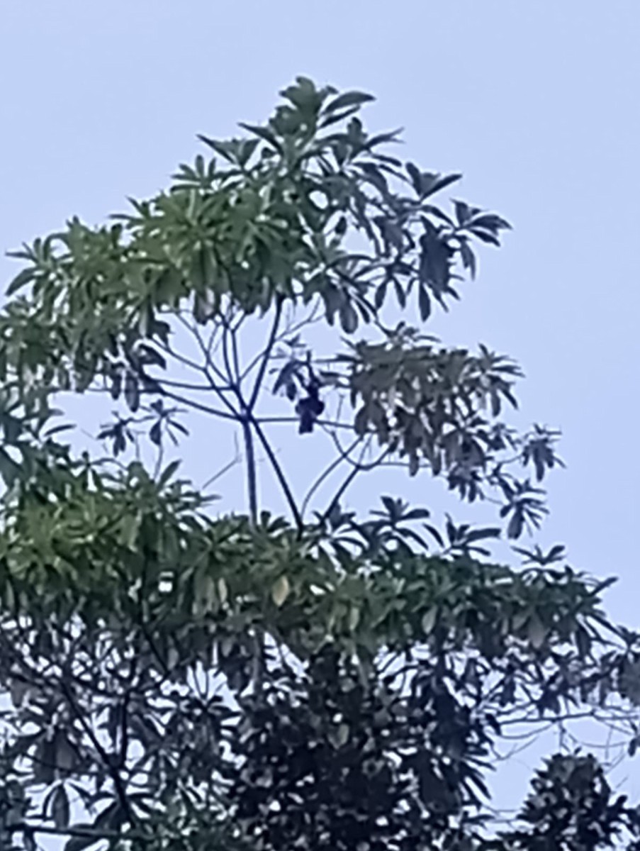 Malabar Pied-Hornbill - ML647672876