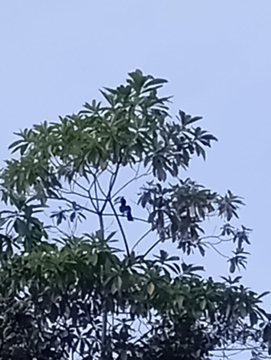 Malabar Pied-Hornbill - ML647672877