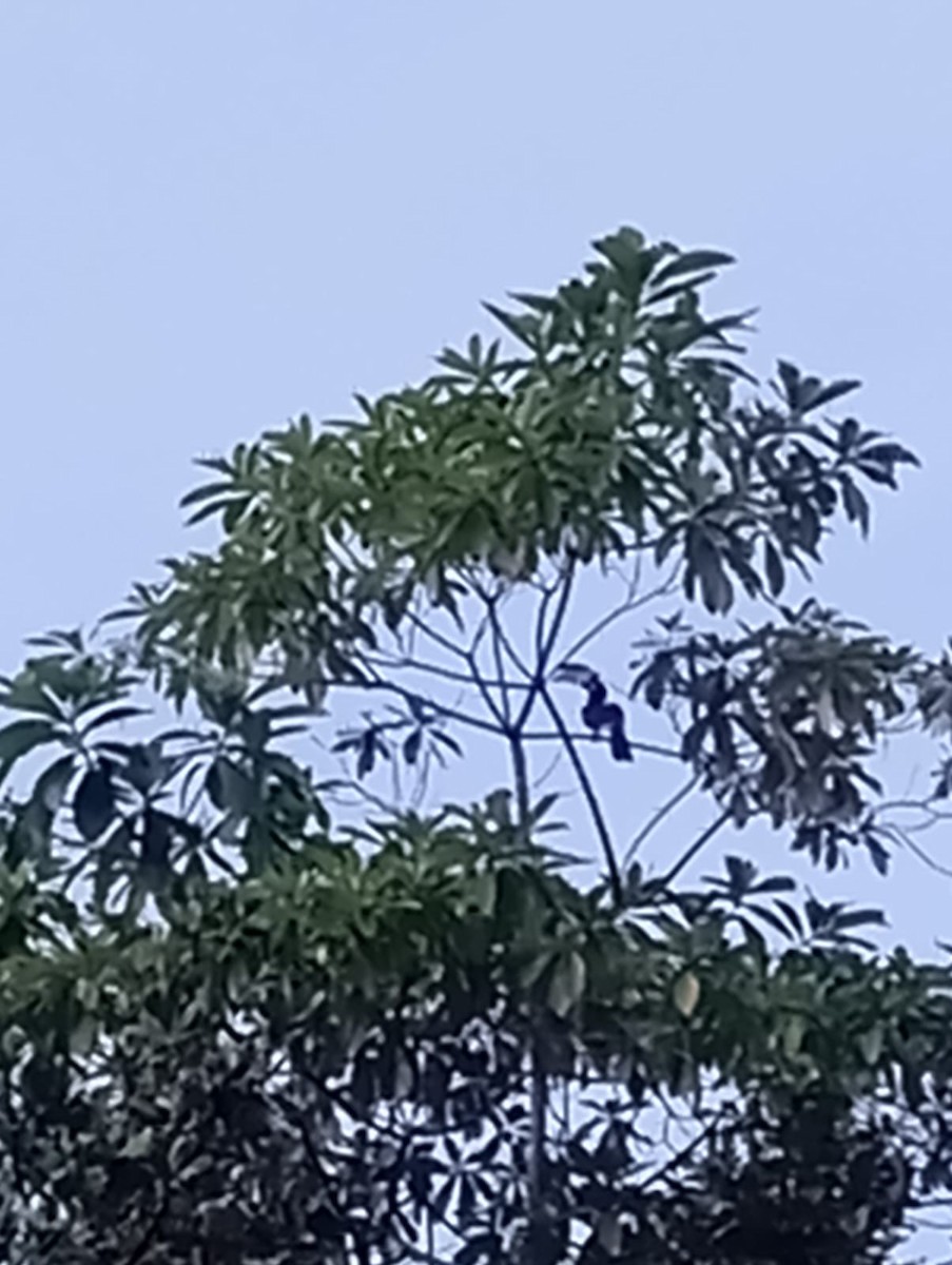 Malabar Pied-Hornbill - ML647672878