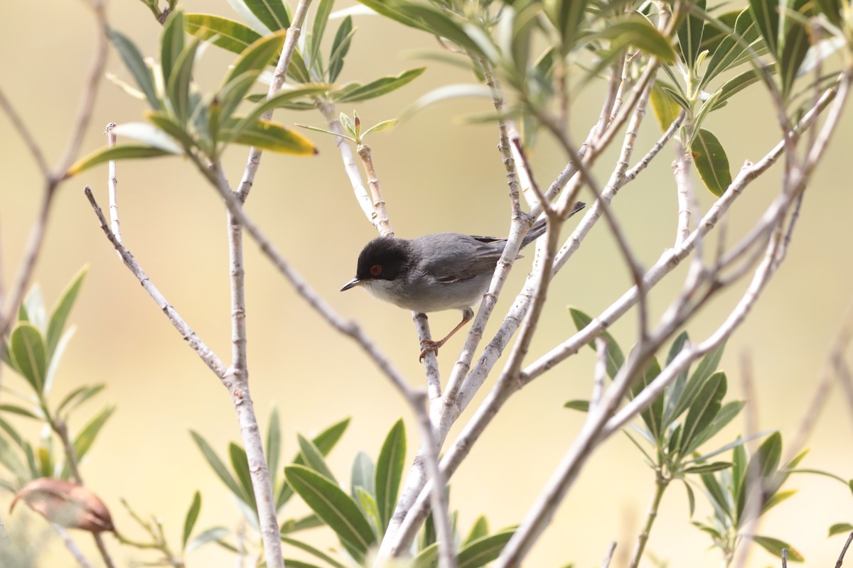 Sardinian Warbler - ML647672905