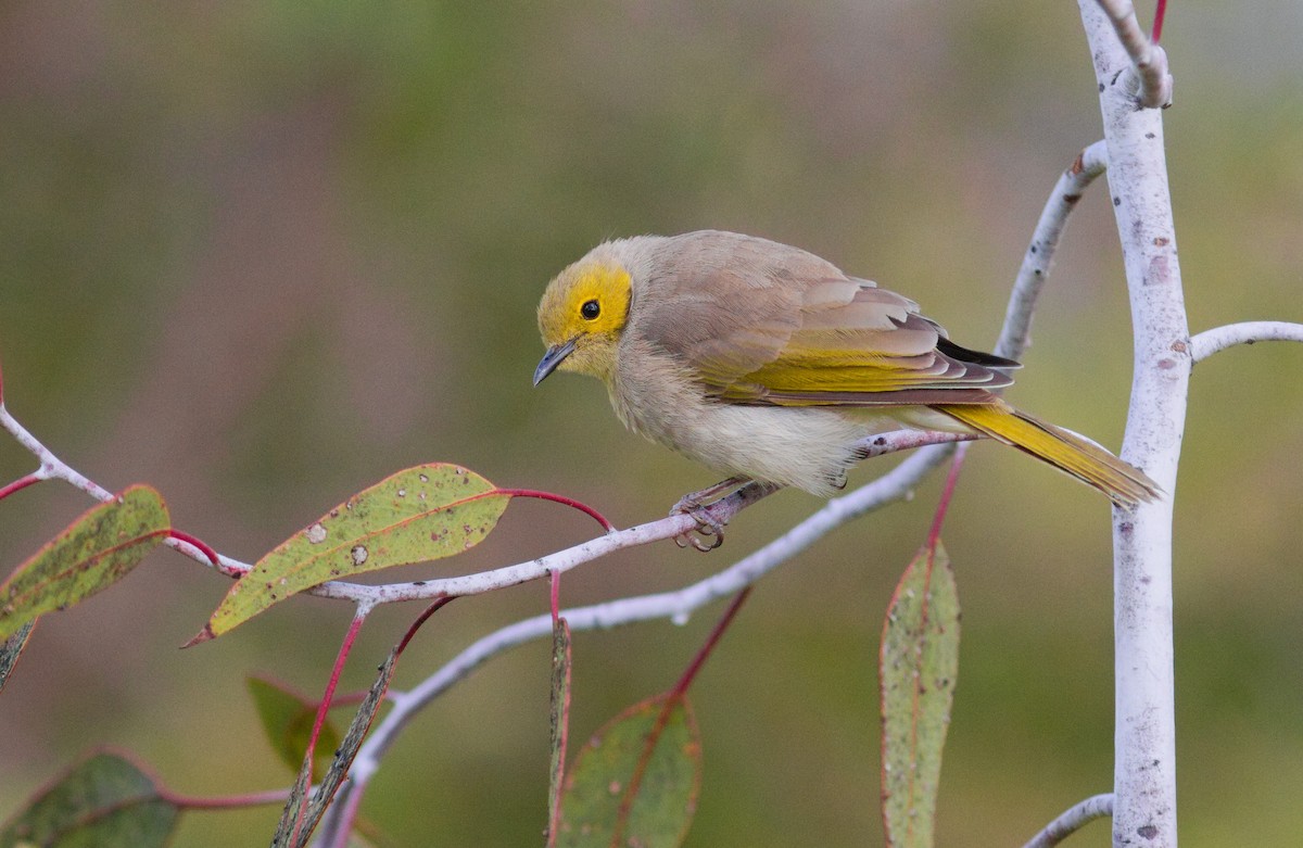 White-plumed Honeyeater - ML647672918