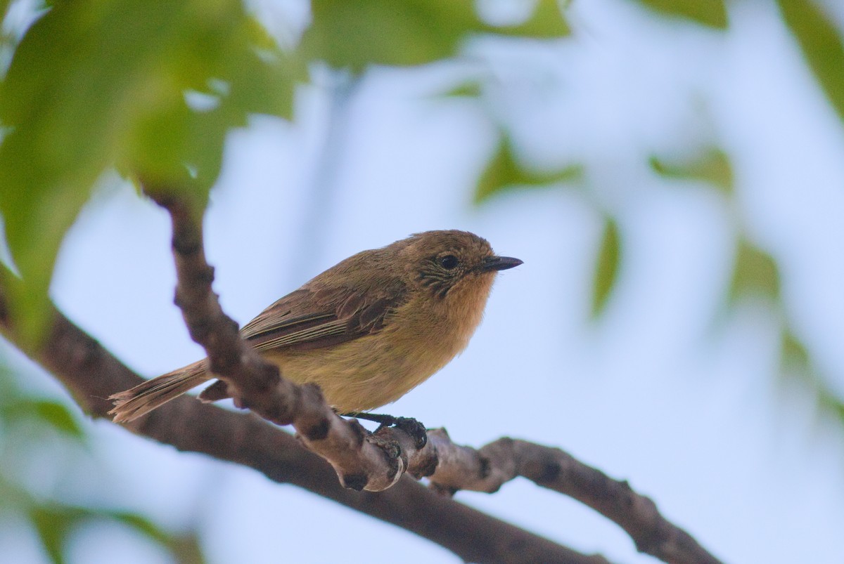 Yellow Thornbill - ML647672921