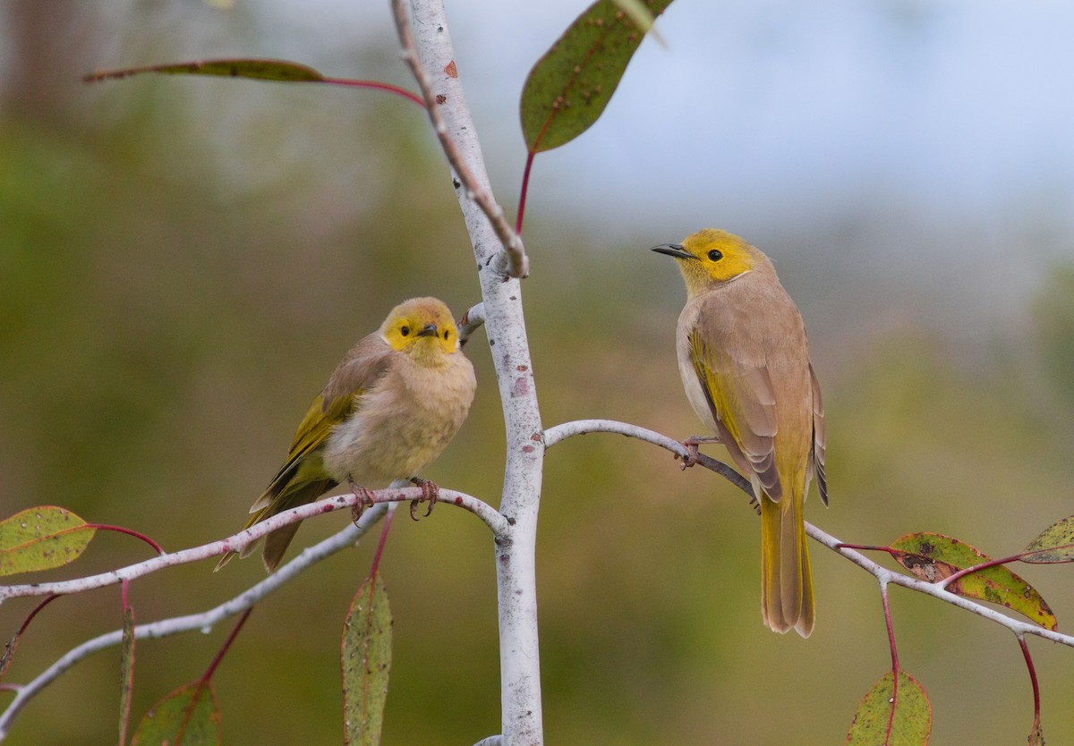 White-plumed Honeyeater - ML647672923