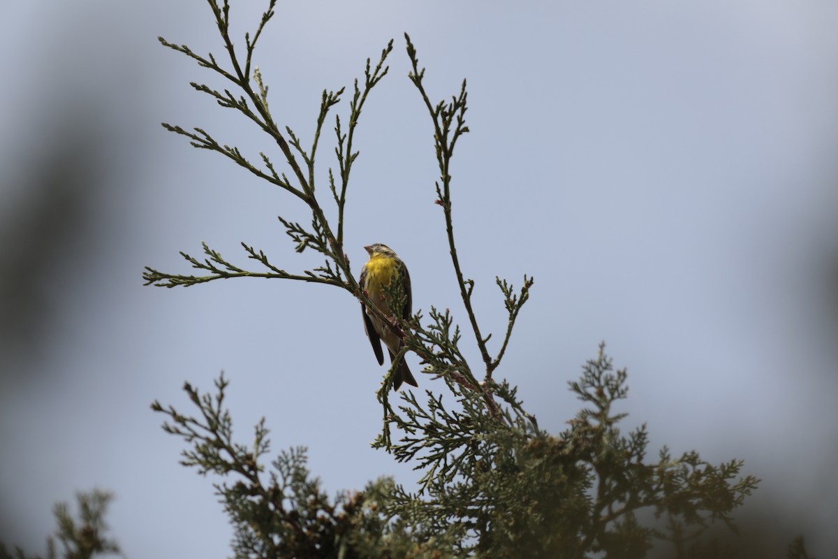 Girlitz - ML647672926