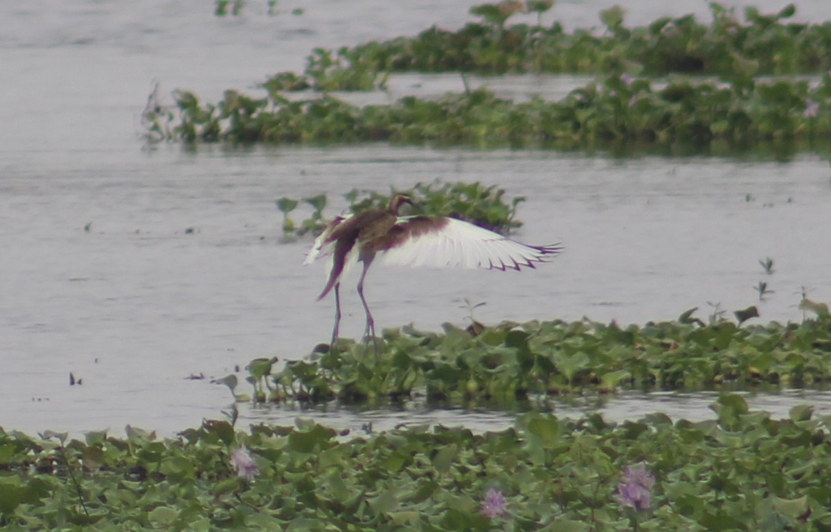 fasanbladhøne - ML647672954