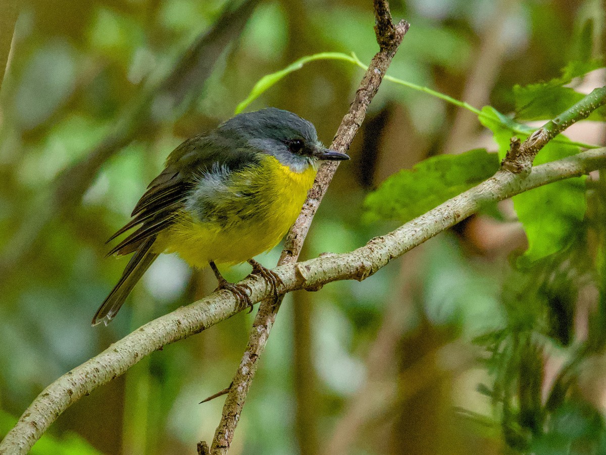 lejsčík žlutý - ML647672956