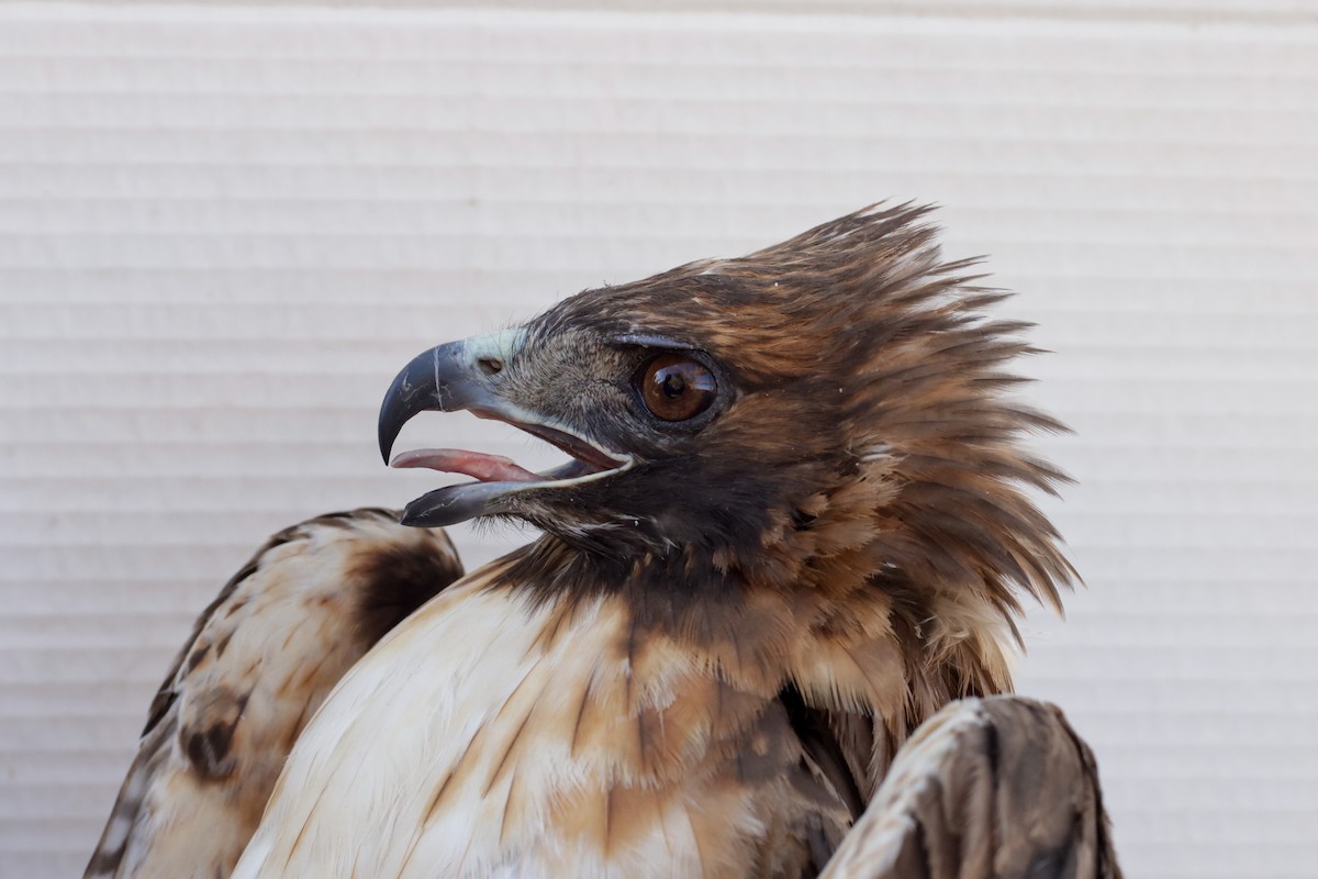 Red-tailed Hawk - ML647672959