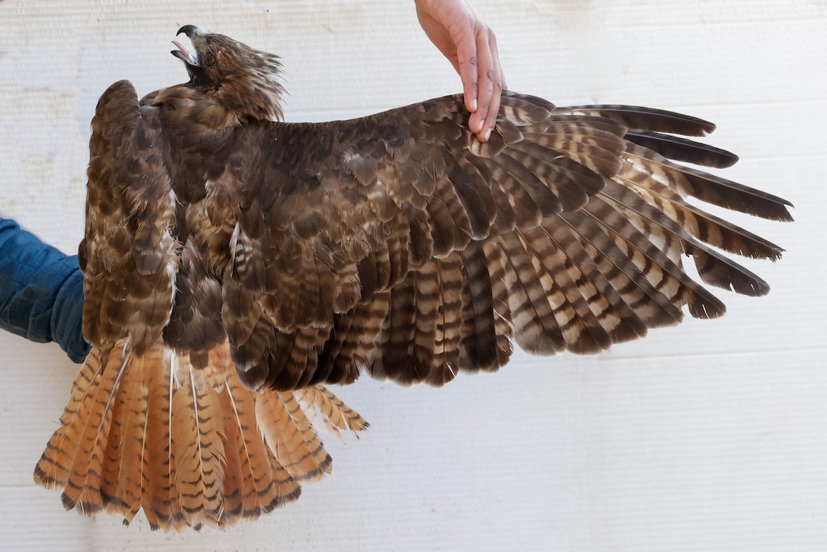 Red-tailed Hawk - ML647672960