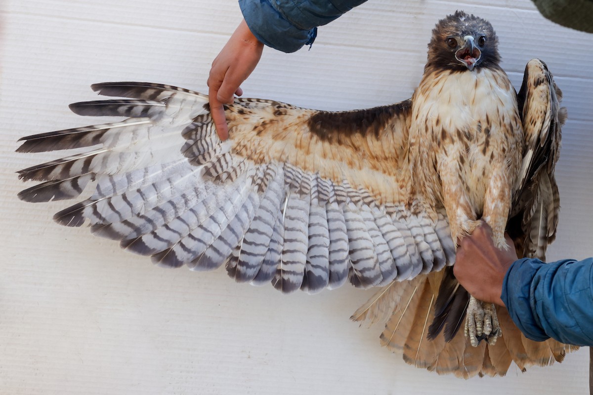 Red-tailed Hawk - ML647672961