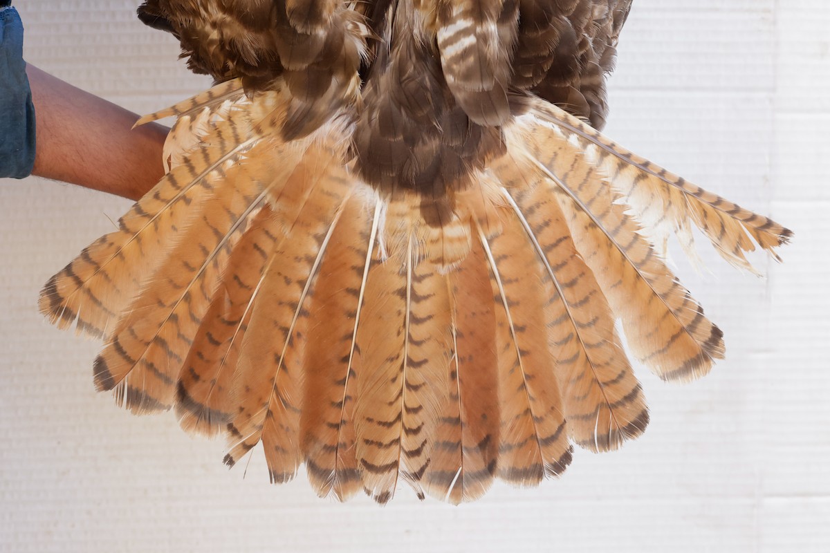 Red-tailed Hawk - ML647672962