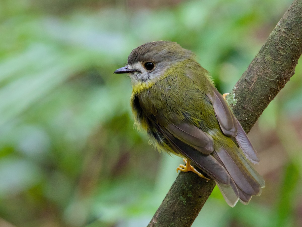Pale-yellow Robin - ML647672964