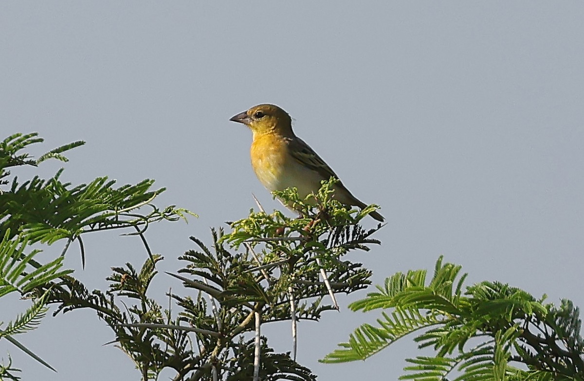 Vitelline Masked-Weaver - ML647672965