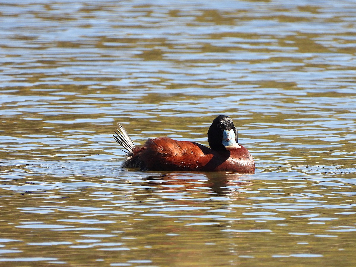 Blue-billed Duck - ML647672970