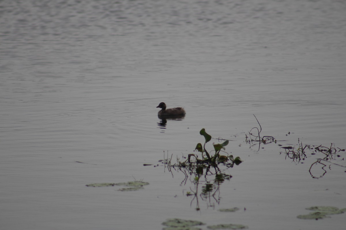 小鸊鷉 - ML647672971