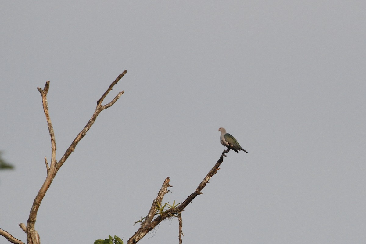 Green Imperial-Pigeon - ML647672972