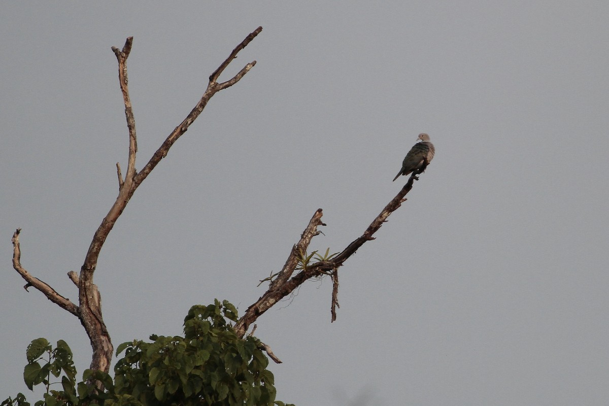 Green Imperial-Pigeon - ML647672973