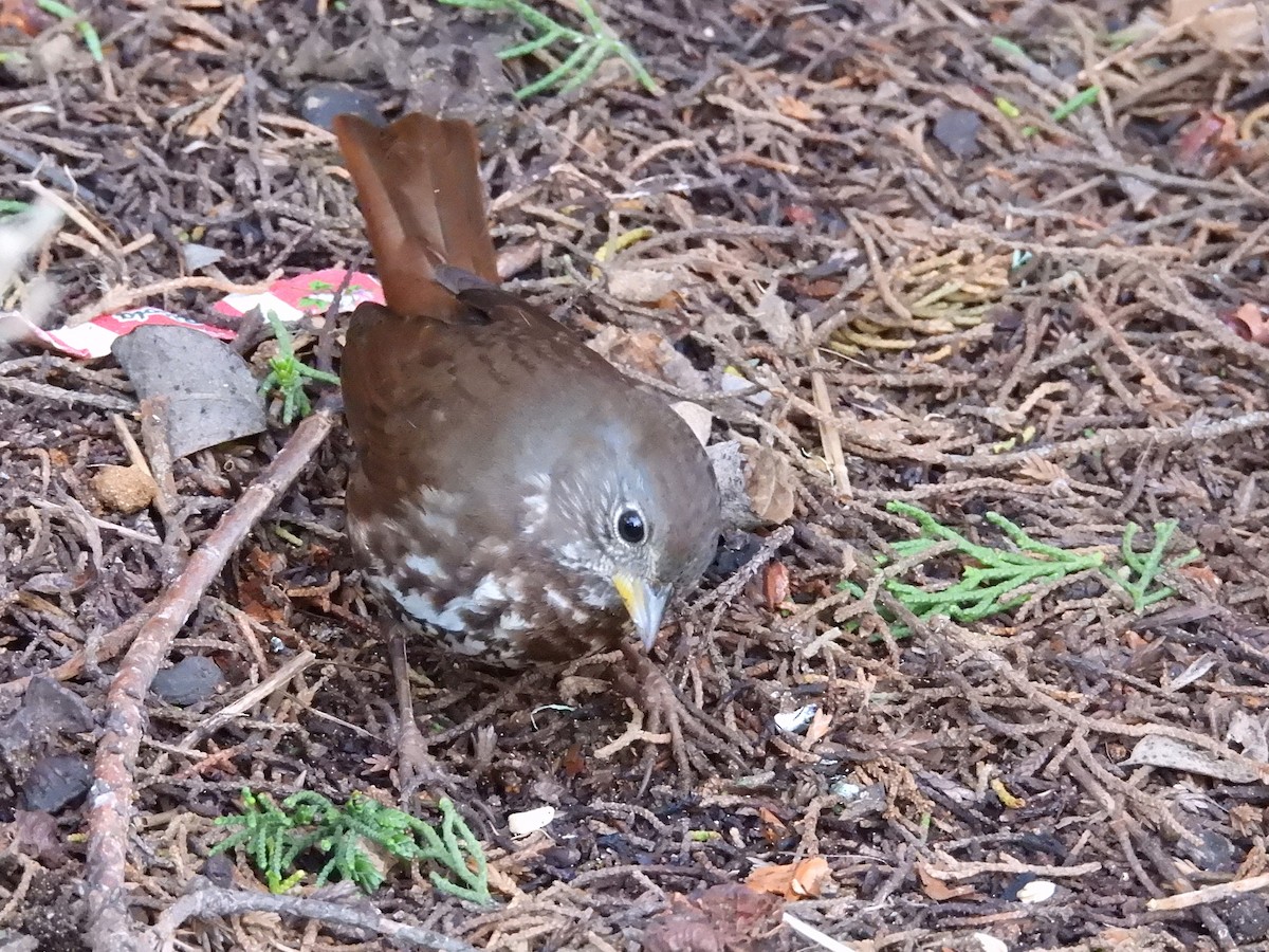 Fox Sparrow (Sooty) - ML647672975
