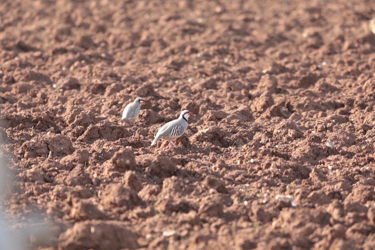 Chukar - ML647672976
