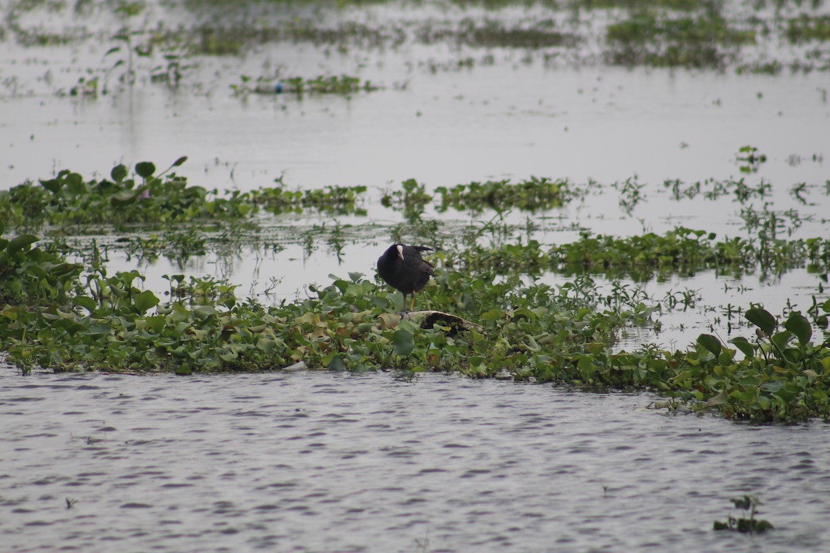 白冠雞 - ML647672977