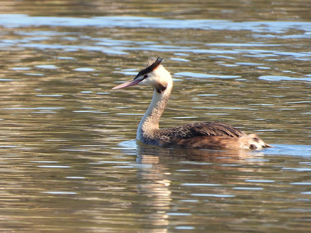 冠鸊鷉 - ML647672978