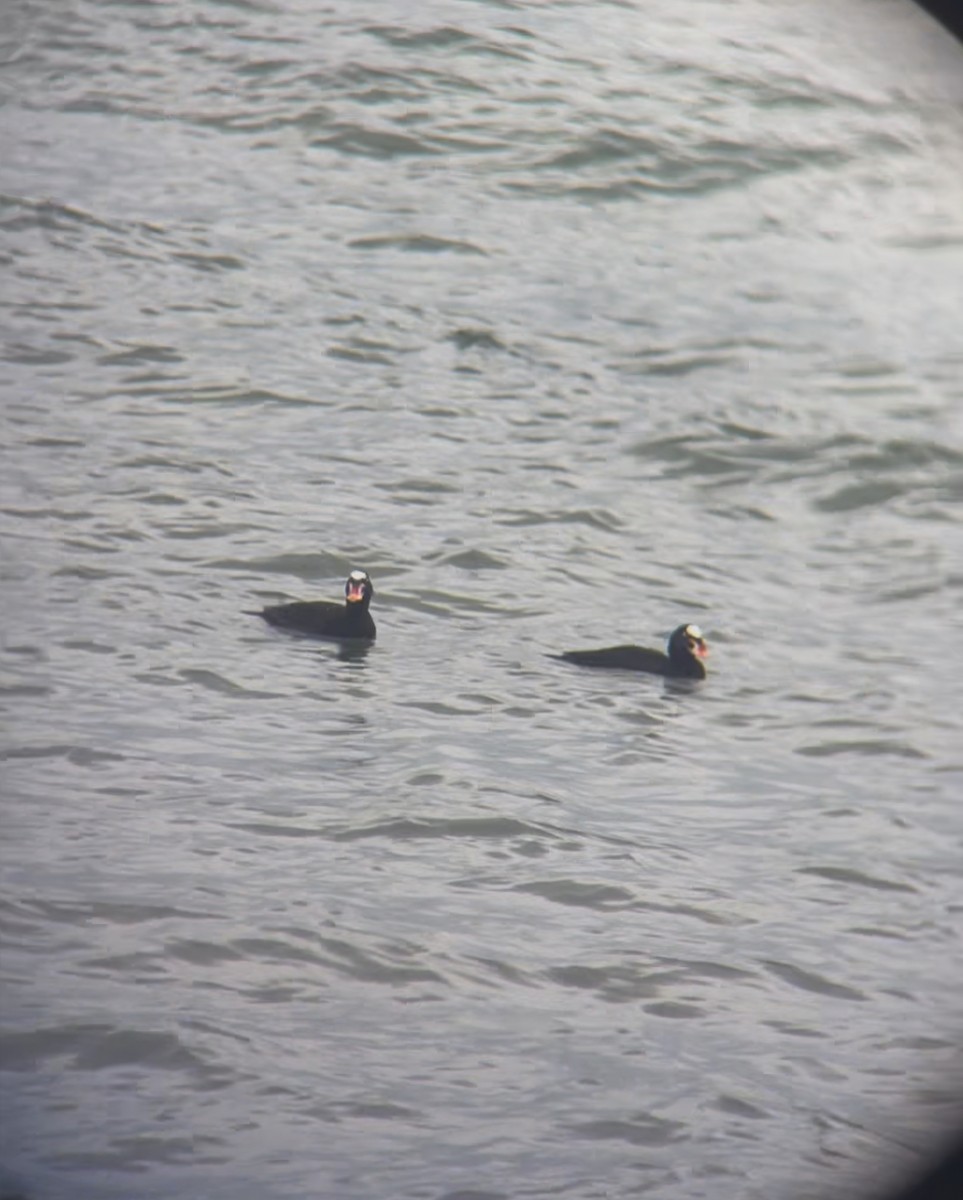 Surf Scoter - ML647672979