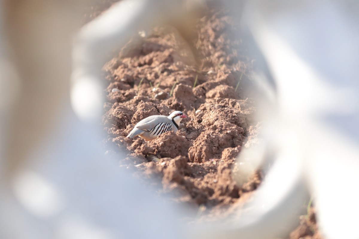 Chukar - ML647672980