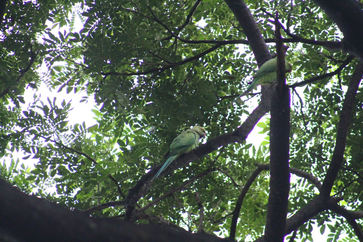 紅領綠鸚鵡 - ML647672983