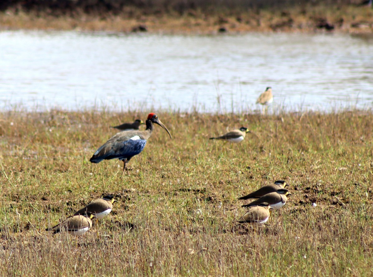 Yellow-wattled Lapwing - ML647672984