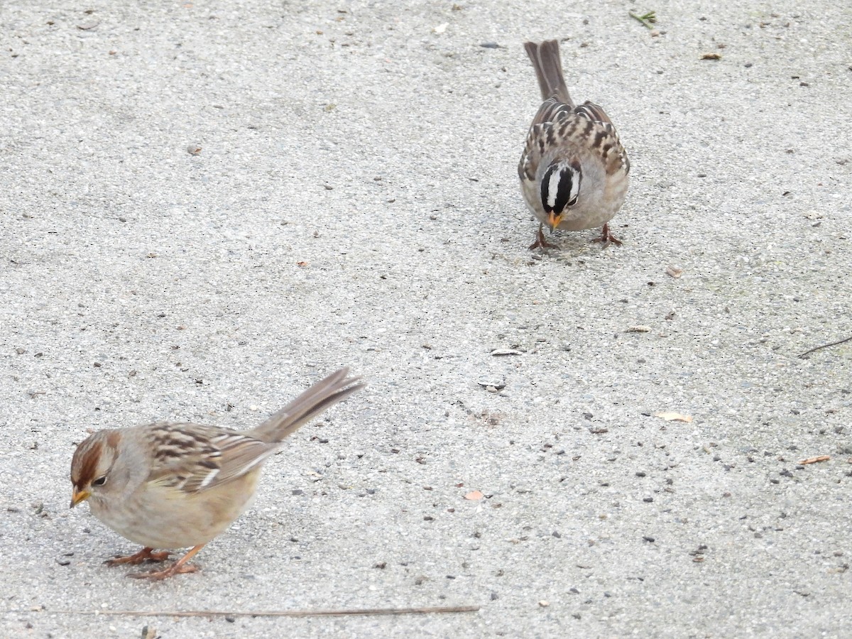 White-crowned Sparrow - ML647672985