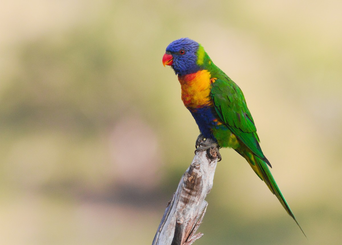 彩虹吸蜜鸚鵡 - ML647672986