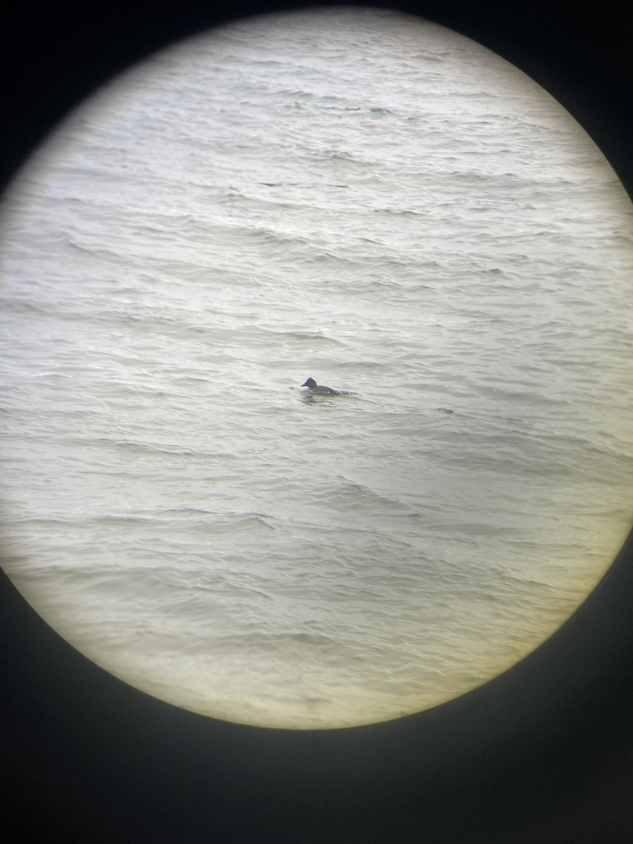 鵲鴨 - ML647672987