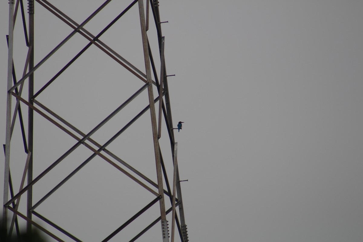 蒼翡翠 - ML647672988