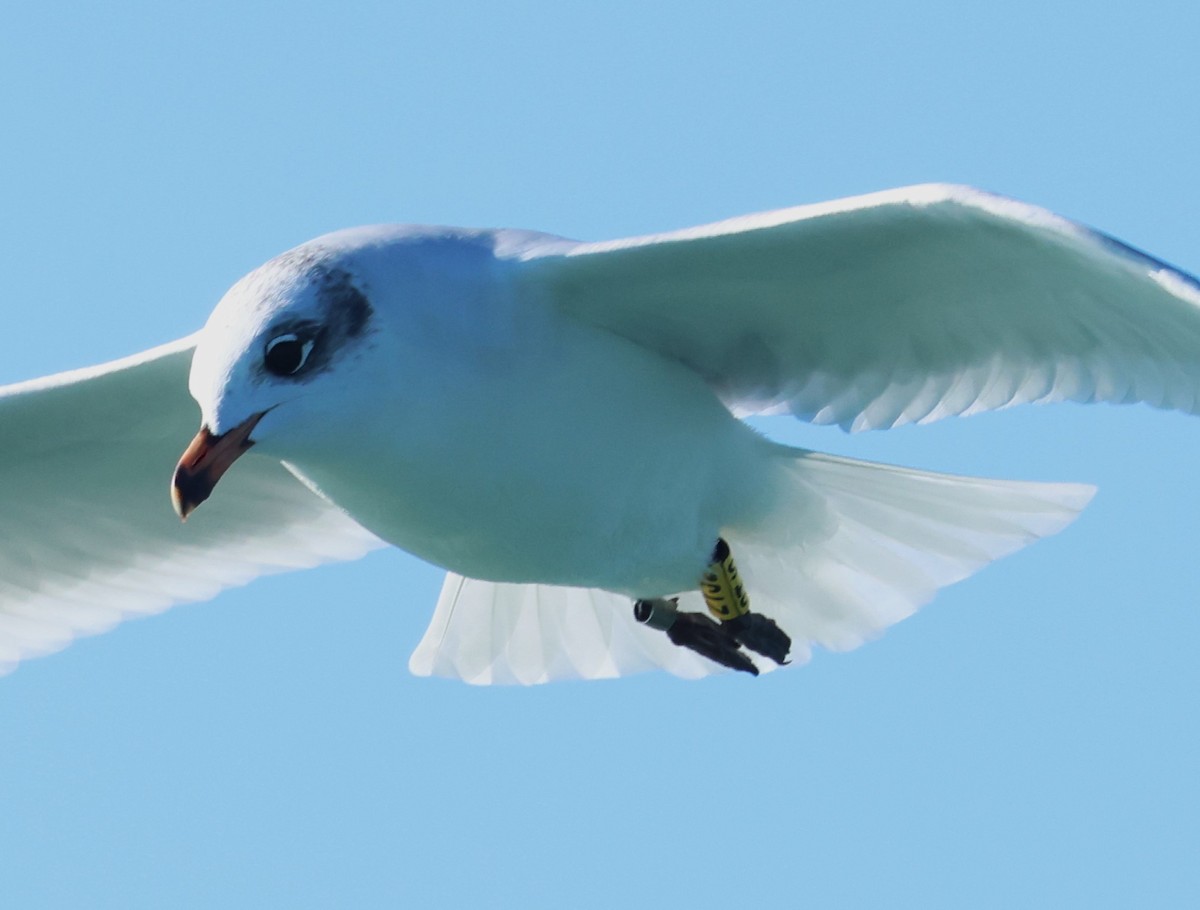 Mediterranean Gull - ML647672989