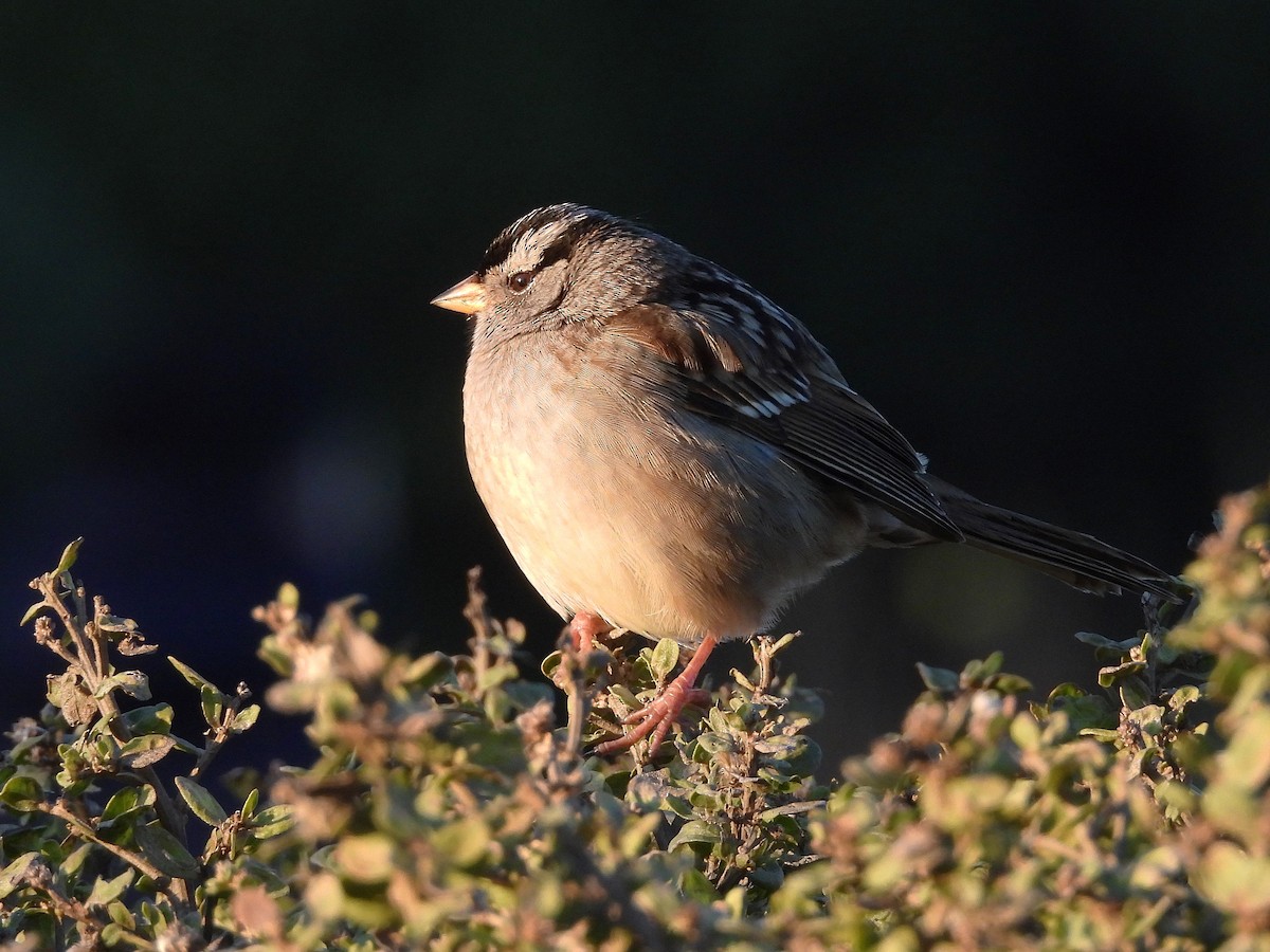 White-crowned Sparrow - ML647672991