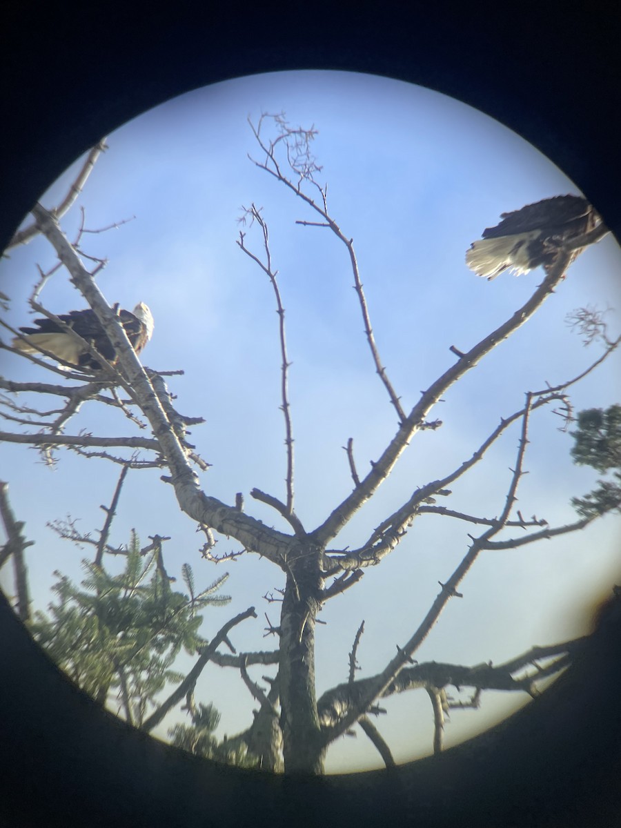 Bald Eagle - ML647672992