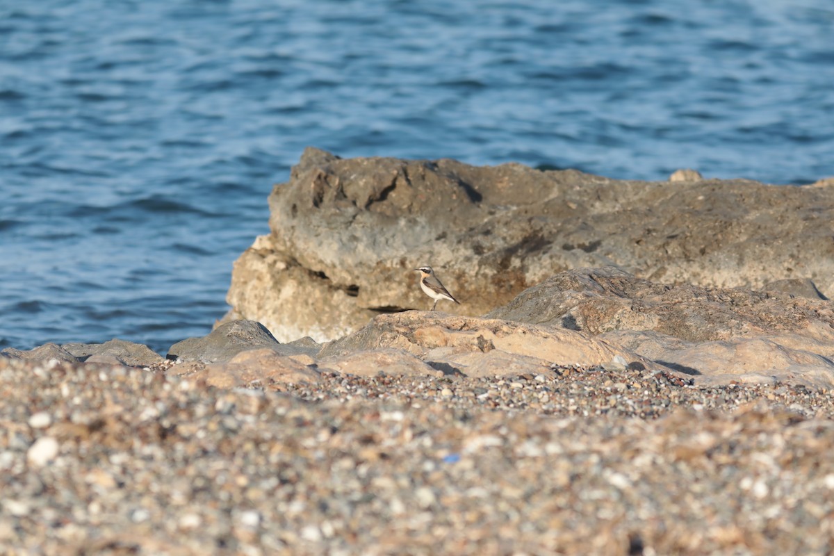 穗䳭 - ML647672993