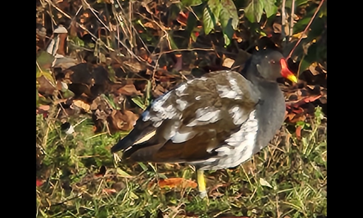 紅冠水雞 - ML647672995