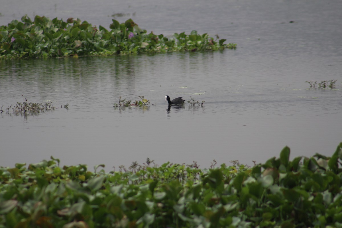 小鸊鷉 - ML647672996