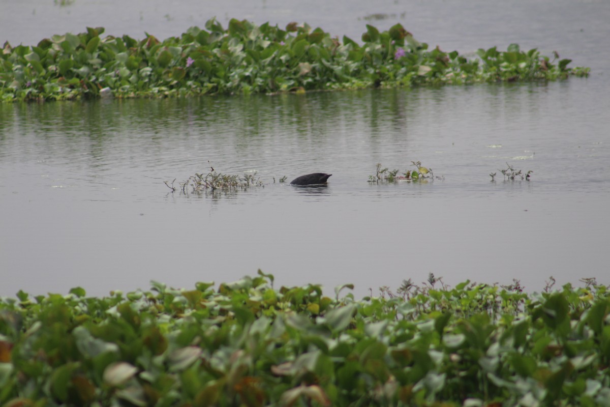 小鸊鷉 - ML647672997