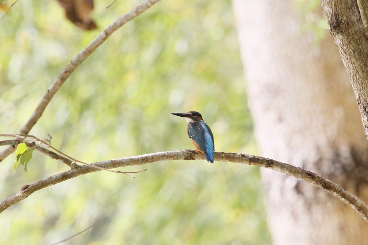 翠鳥 - ML647672999