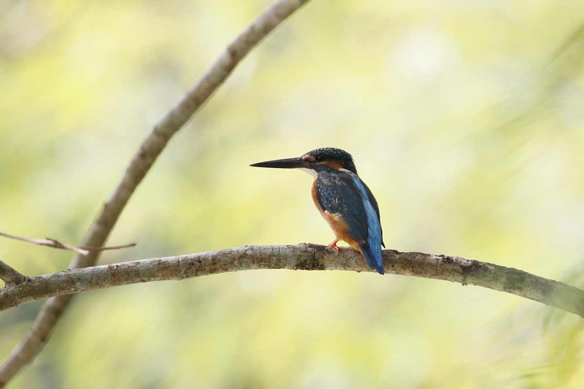 翠鳥 - ML647673000