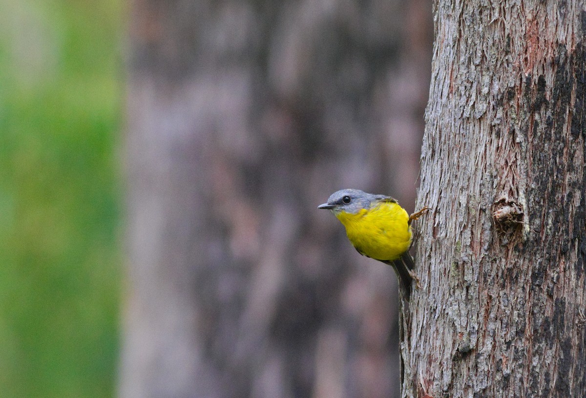 lejsčík žlutý - ML647673015