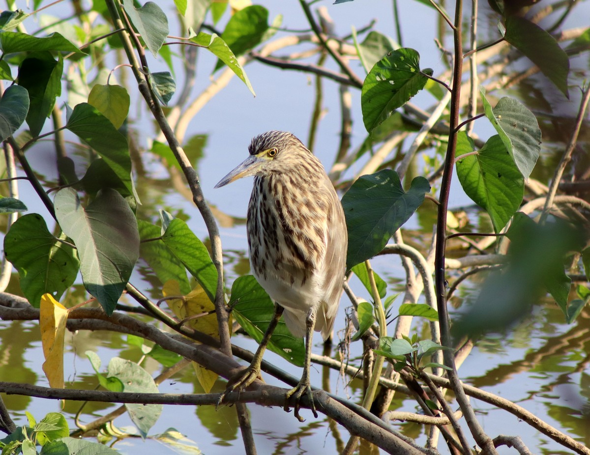 Garcilla India - ML647673023