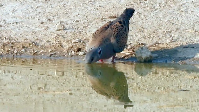 European Turtle-Dove - ML647673029