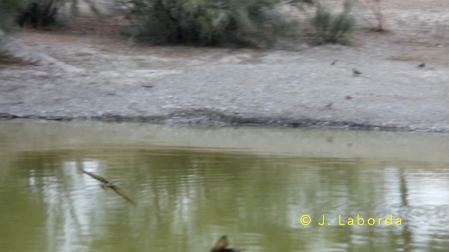 European Bee-eater - ML647673035