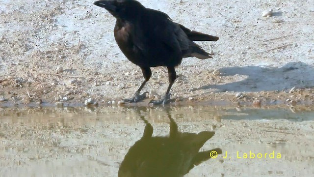 Carrion Crow - ML647673039